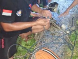 Seekor Buaya Berhasil Ditangkap Tim Damkar Barru