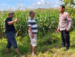 Dukung Ketahanan Pangan, Polresta Banyuwangi Dampingi dan Gerakkan petani Jagung