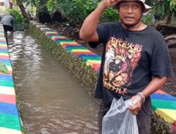 10 000 Bibit Ikan Koi Ditebar SEPEKAN