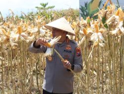 Ketahanan Pangan Nasional, Kapolda Jawa Timur Bersama Gelar Panen Jagung Serentak