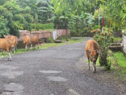 Warga Resah Sapi Peliharaan Masuk Pekarangan Rumah  Begini Jawaban  Kades Lawallu….