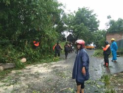 Hujan Disertai Angin Kencang, Pohon Kapuk Tumbang di Jalan Kesuma Timur Parepare