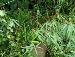 Pohon Tumbang di Jalan Kesuma Timur, Polisi Imbau Warga dan Pengendara Hati-Hati