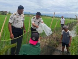 Perkuat Program Pembinaan, Lapas Banyuwangi Tebar Ribuan Benih Ikan Nila
