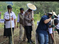 Sukses…! Polda Sulsel Tanam Jagung Diatas Lahan  812  Hektar Tahun 2026