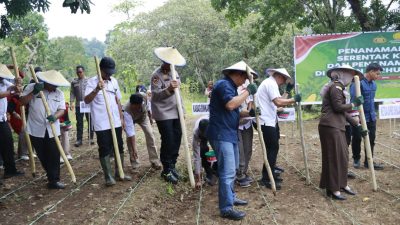 Tanam Jagung 812 Hektar, Ini Lokasi yang Ditanam Polda Sulsel