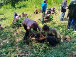 Kapolsek Bacukiki Hadiri Penanaman 10.000 Bibit Kopi Robusta di Wattang Bacukiki