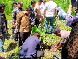 Dukung Lingkungan dan Pertanian, 10.000 Bibit Kopi Robusta Ditanam di Wattang Bacukiki