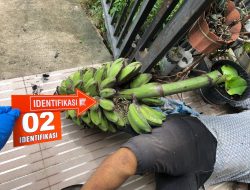 Polisi Ungkap Penyebab Sementara Kematian Pria di Bacukiki Barat Parepare